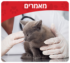 מאמרים